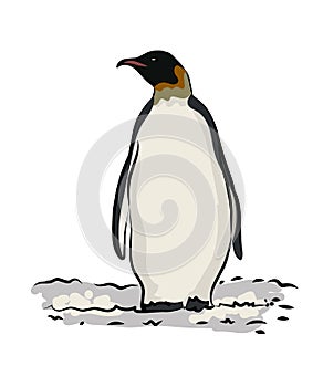 Emperor penguin vector illustration photo