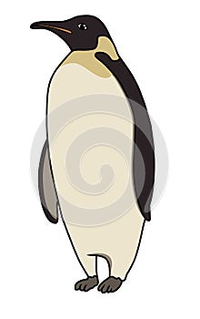 Emperor Penguin vector illustration.Penguin vector