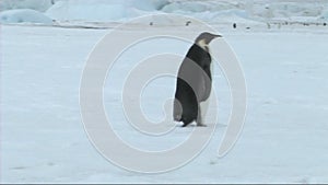 Emperor penguin walking