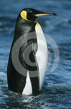 Emperor Penguin in water