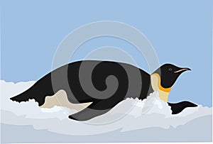 Emperor penguin photo