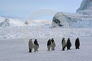 Emperor penguins