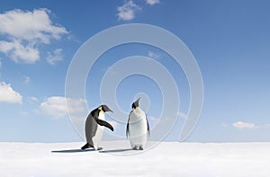 Emperor penguins photo