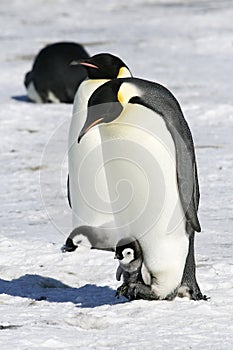 Emperor penguins