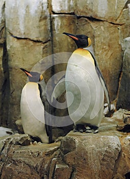 Emperor Penguins