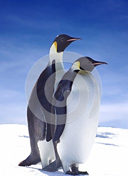 Emperor penguins