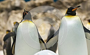 Emperor penguins