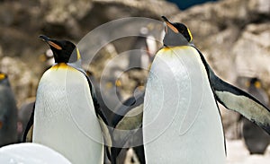 Emperor penguins