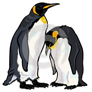 Emperor penguins