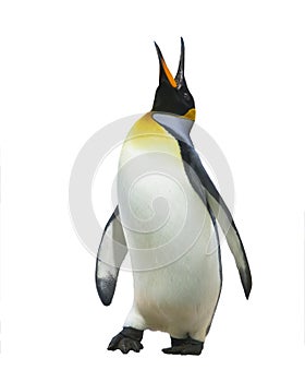 Emperor penguins