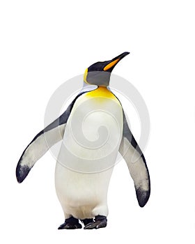 Emperor penguins