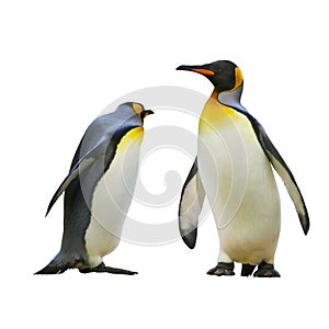 Emperor penguins