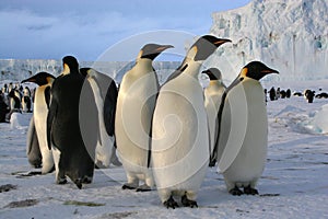 Der Kaiser pinguine 