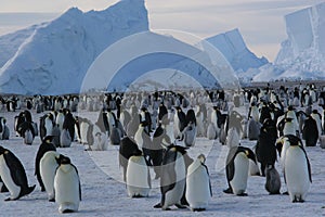 Emperor Penguins