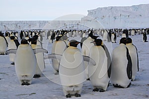 Emperor Penguins photo