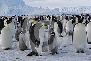 Emperor penguins