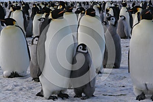 Emperor Penguins