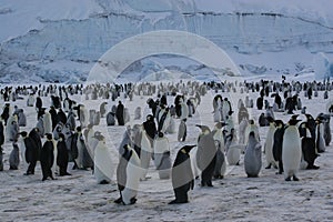 El emperador pingüinos 