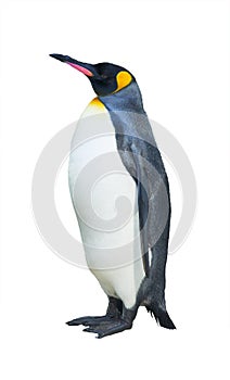 Emperor penguins