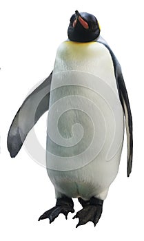 Emperor penguins