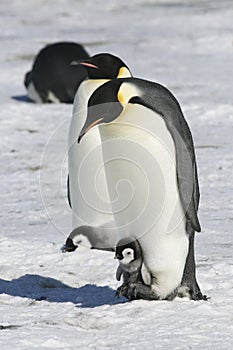 L'imperatore pinguini 