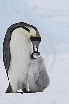 Emperor penguins