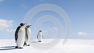 Emperor penguins