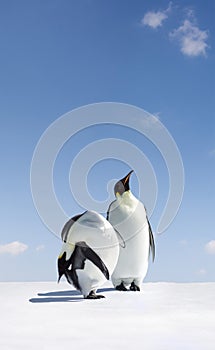 Emperor Penguins