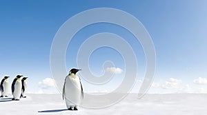 Emperor Penguins in Antarctica