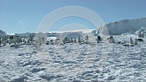 Emperor penguins on Antarctica