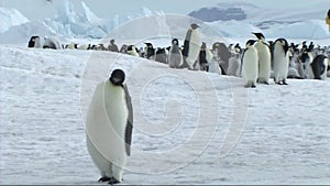 Emperor penguins on Antarctica