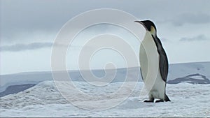 Emperor penguins on Antarctica