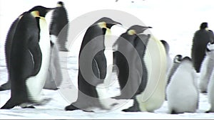 Emperor penguins on Antarctica