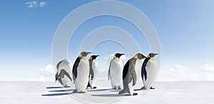 Emperor penguins in Antarctica