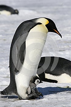 Emperor penguins (Aptenodytes forsteri)