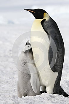 Emperor penguins (Aptenodytes forsteri)