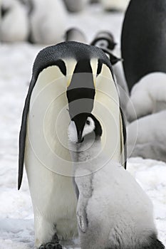 Emperor penguins (Aptenodytes forsteri)