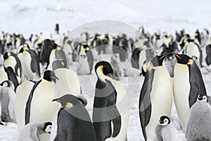 Emperor penguins (Aptenodytes forsteri)