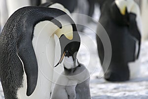 Emperor penguins (Aptenodytes forsteri)