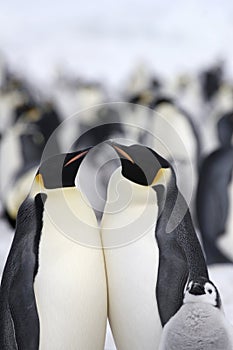 Emperor penguins (Aptenodytes forsteri)