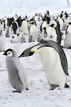 Emperor penguins (Aptenodytes forsteri)