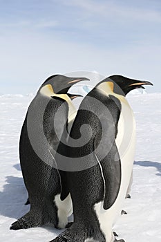 Emperor penguins (Aptenodytes forsteri)