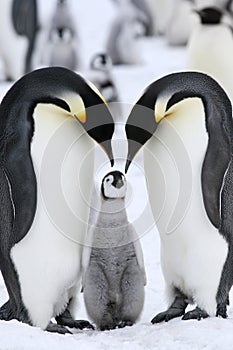 Emperor penguins (Aptenodytes forsteri) photo