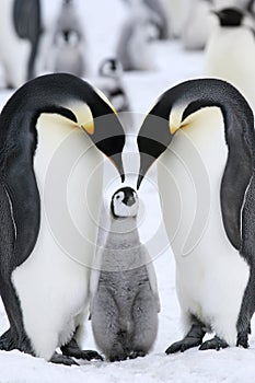 Emperor penguins (Aptenodytes forsteri)