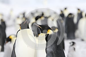 Emperor penguins (Aptenodytes forsteri)