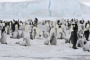 Emperor penguins (Aptenodytes forsteri)