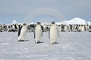 Emperor penguins (Aptenodytes forsteri)