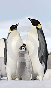 Emperor penguins (Aptenodytes forsteri)