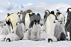 Emperor penguins (Aptenodytes forsteri)