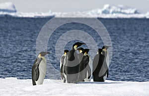 Emperor penguins (Aptenodytes forsteri)